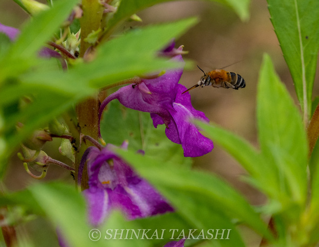 0617n`Ƃ-6175909.jpg
