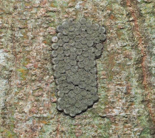1201LAVg゙NJ゙-010414.jpg
