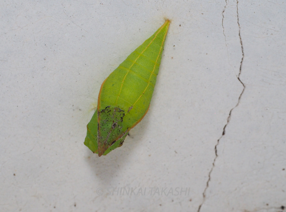 アオスジアゲハ越冬蛹 新開孝の昆虫手帖