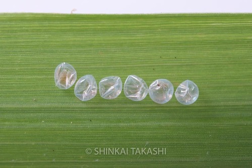 たまご殻_4459.jpg