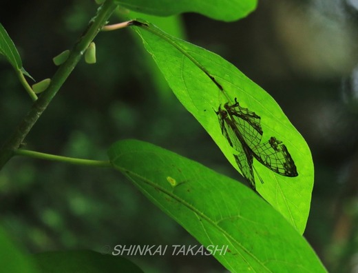 CVJ゙P`EIMG_9324.jpg
