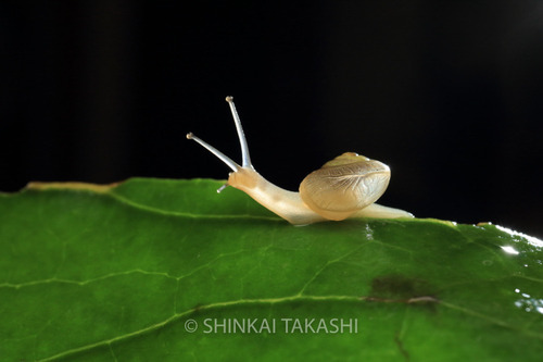 ウスカワマイマイ_9650-2.jpg