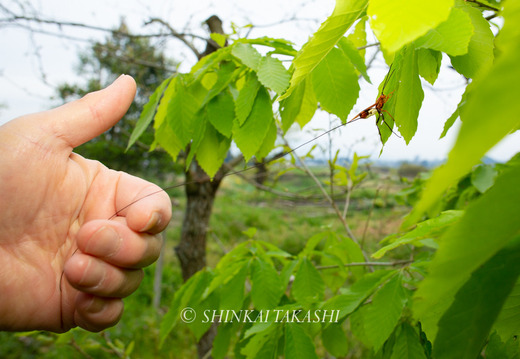 E}mIn゙` -0477.jpg