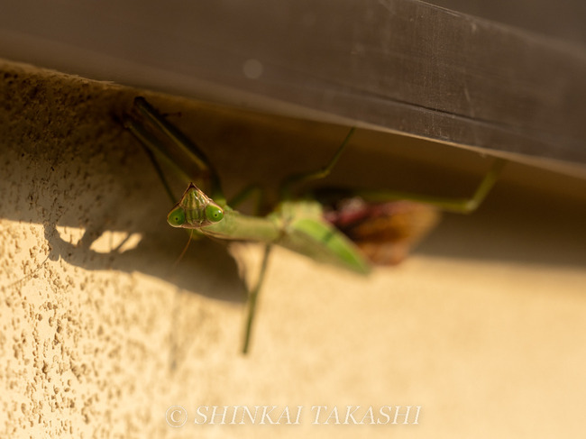 IIJ}-3181751.jpg