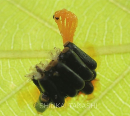 IIgq゙TVJ゙ӉIMG_9548.jpg