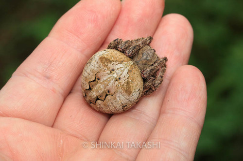 オニグモ_5556.jpg