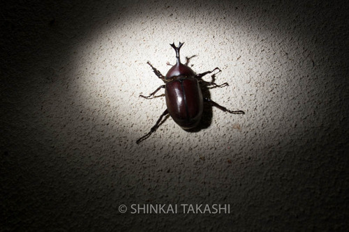 カブトムシ_9160.jpg