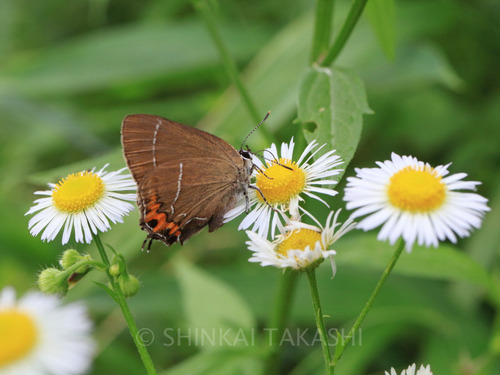 カラスシジミ_8423-2.jpg