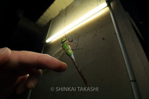 ギンヤンマ_2382.jpg