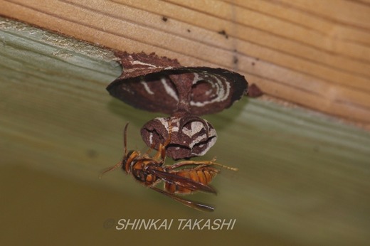 LCXX゙n゙`IMG_1699.jpg