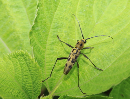 キイロトラカミキリ_6696.JPG