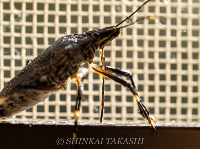 L}_JV-3042445.jpg