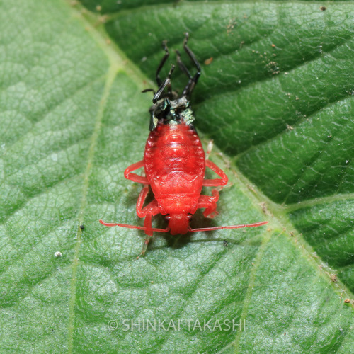 クチブト脱皮_8248.jpg