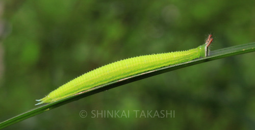 クロコノマ全身_8437-2.jpg