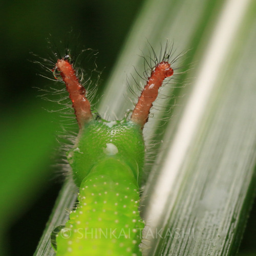 クロコノマ幼虫_8443-2.jpg