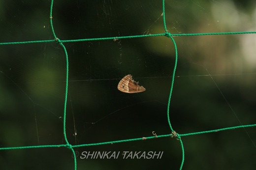 NqJP゙IMG_9339.jpg