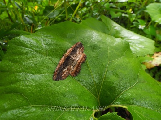 NG_VN_W2216363.jpg