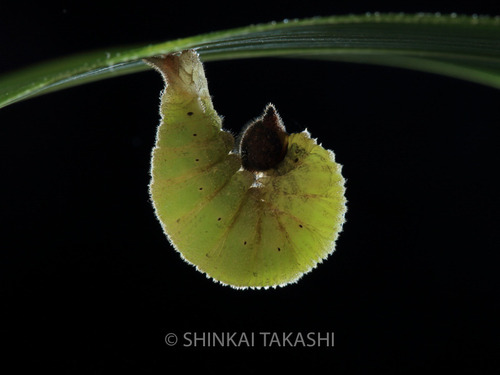 コジャノメ前蛹_Z5A7056-2.jpg