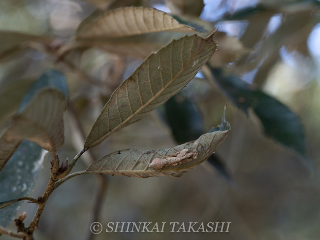 Tc}-3062420.jpg