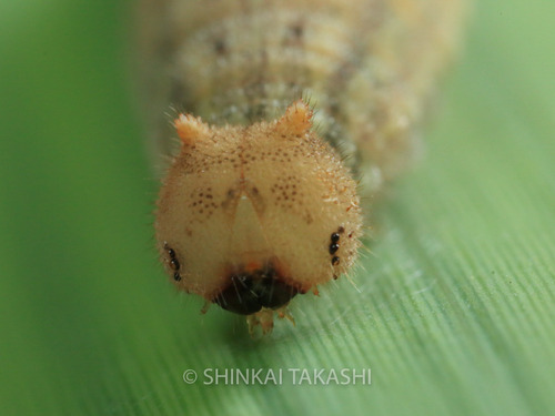 サトキマダラヒカゲ幼虫9474-2.jpg