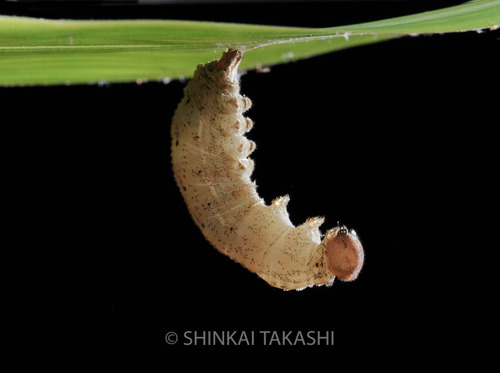 サトキマ蛹-8751.jpg