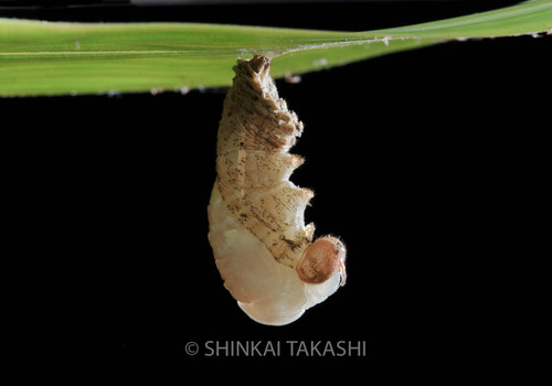 サトキマ蛹-8776.jpg