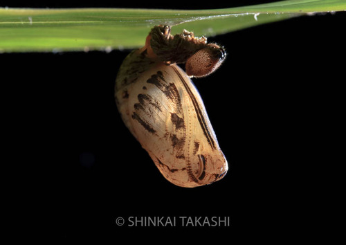 サトキマ蛹-8873.jpg