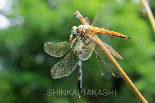 VIJgz゙IMG_1631.jpg