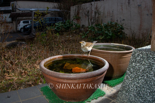 シロハラ水浴-2429.jpg
