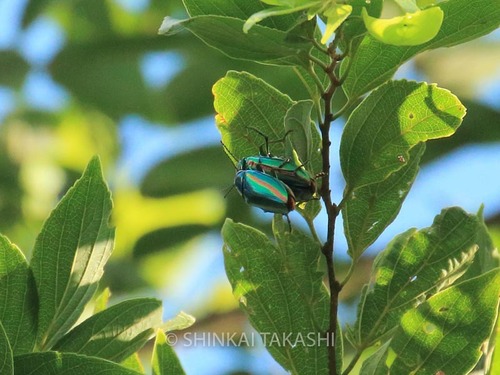 タマムシ_6392.jpg