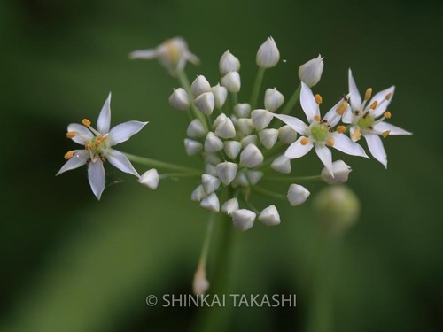 ニラの花_1806.jpg