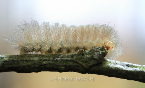 ハガタキコケガ_4194.jpg