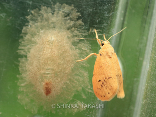ハガタキコケガ_6328.jpg