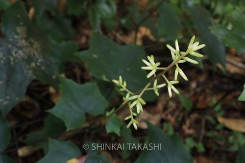 ハグマ_0038.jpg