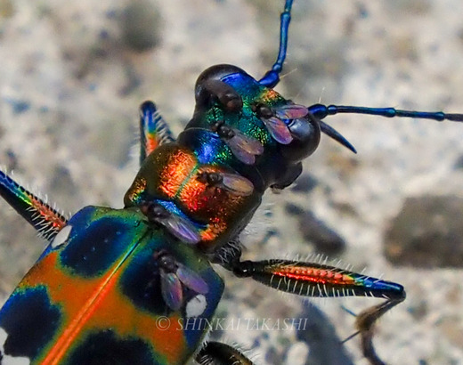 n~E-8036143.jpg