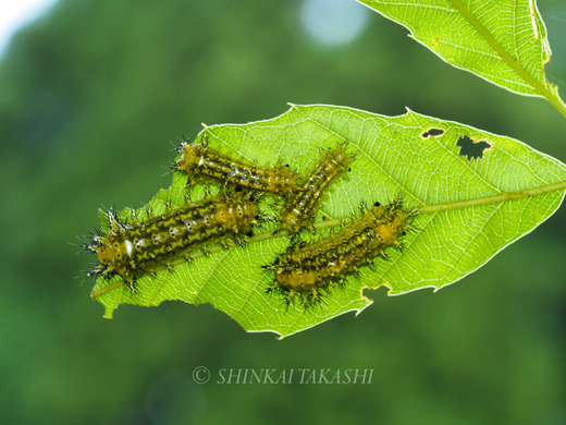 qNCJ゙-7051100.jpg