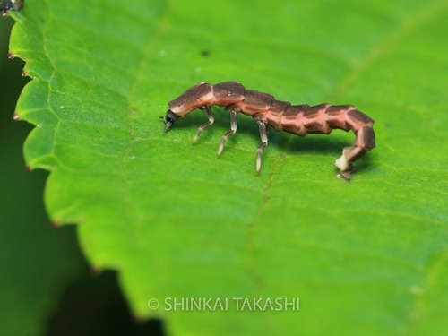 マドボタル幼虫_9313.jpg