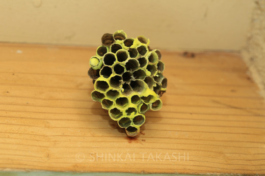 }gAViJ゙n゙`-6617.jpg