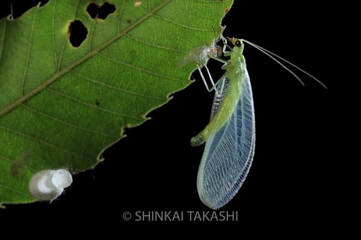 cz゙V_Z5A8339.jpg