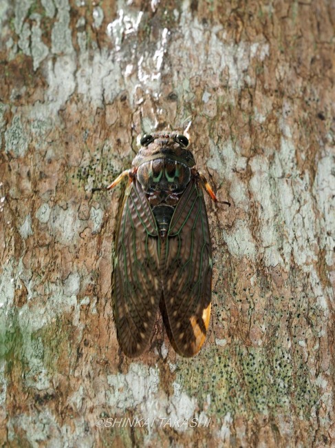 ELEAuQW2030955.jpg