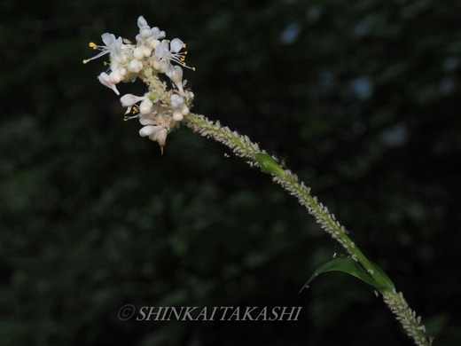 At゙VZ7305170.jpg