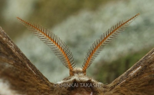 触角_Z5A7762.jpg