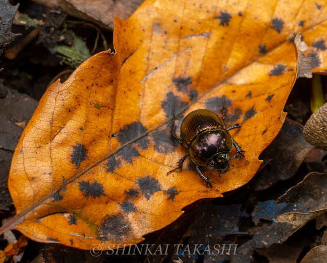 є\s-1056845.jpg