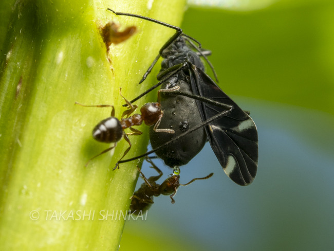 イモムシ様 イモムシ on X