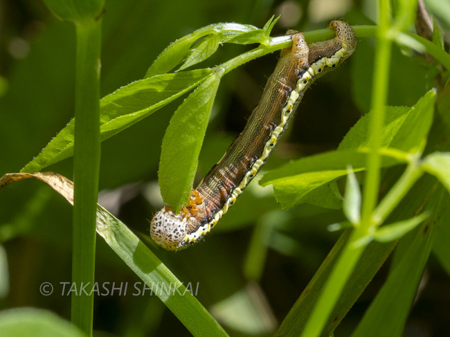 寄生虫 ベリーレア！ハイポストマ（口器）が完全保存！ロシア産三葉虫