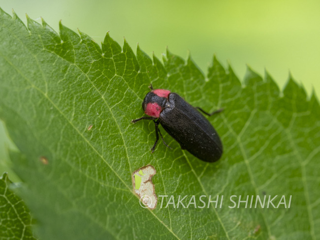 はらぺこ、タマムシ: 新開孝の昆虫手帖
