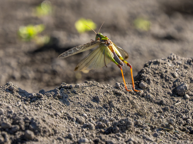 バッタ: 新開孝の昆虫手帖