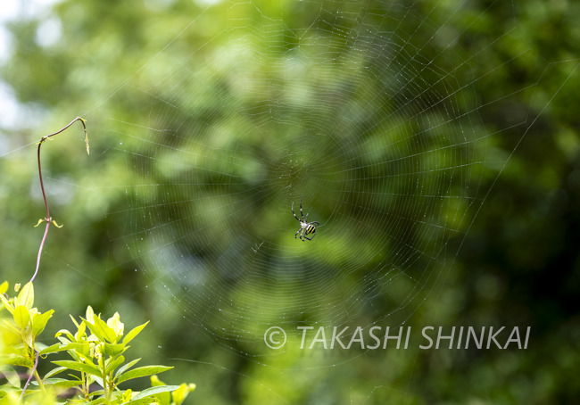 _H2A6751.jpg
