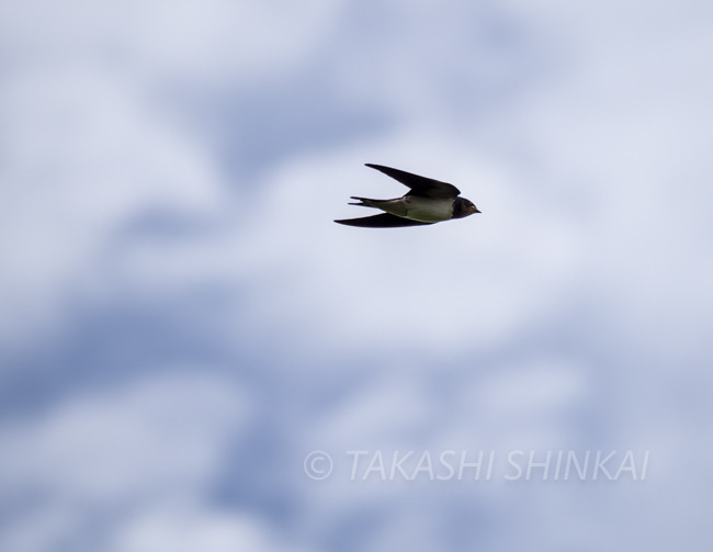 _Z012488--NR.jpg