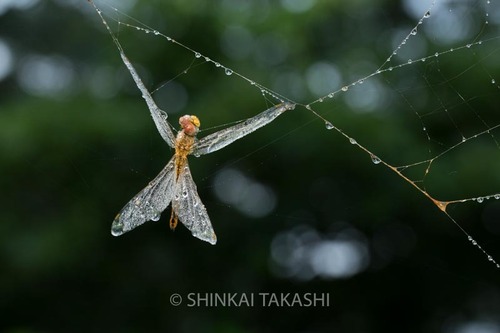 _Z5A7605.jpg